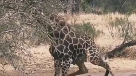Giraffe collapse while drinking water
