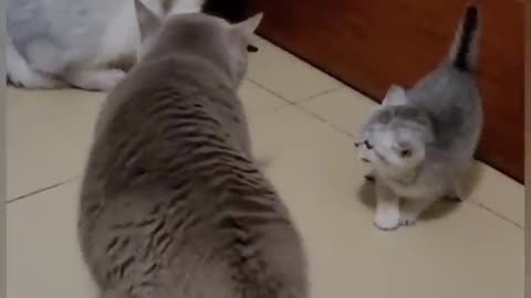 funny cat talking