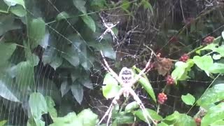 2 garden spiders in the park near the forest, there leaves and fruits around [Nature & Animals]