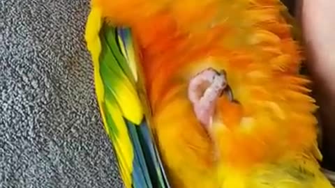 Sun Conure Parrot taking a nap While | was Working | JC042