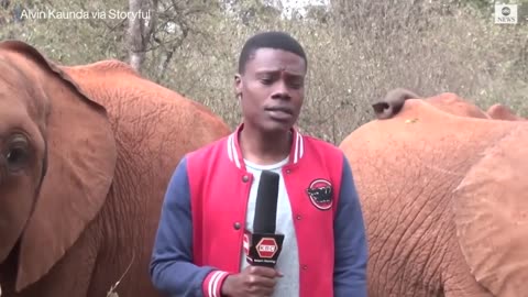 Baby elephant interrupts reporter's piece to camera