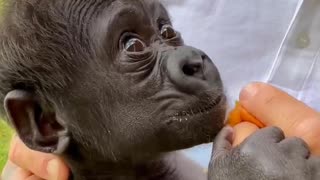 A cute baby Gorilla 😍