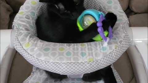 Cat Playing in Baby Chair