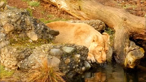 BIG CAT ZOO! LION IS DRINKING WATER