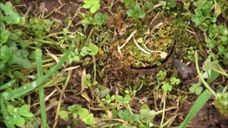 Trapdoor Spider Repairs Minor Bird Attack