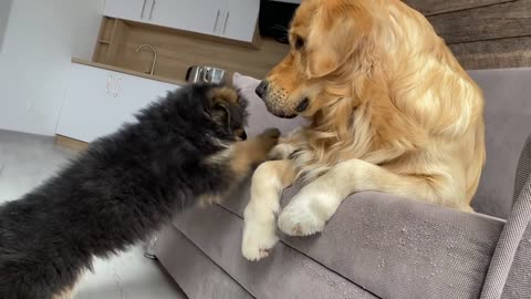 My German Shepherd Puppy Has an Argument with My Dog