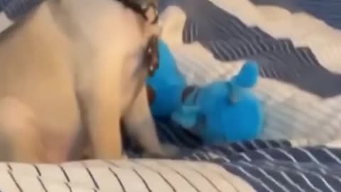 #PugFunnyMoments - Cute Dog Videos | Pets Funny