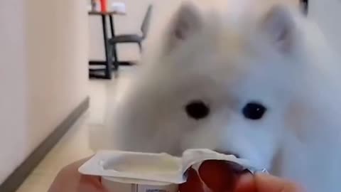 Sneak Snack Dog 😂