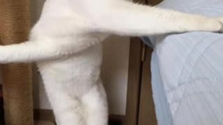 Kitty Cat Twister