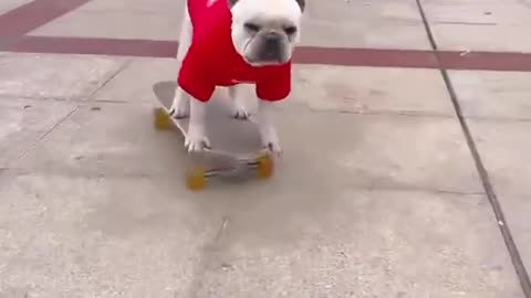 French Bulldog Shows Crazy Skateboard Skills!!