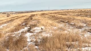 Colorado Pheasant hunting 24F23