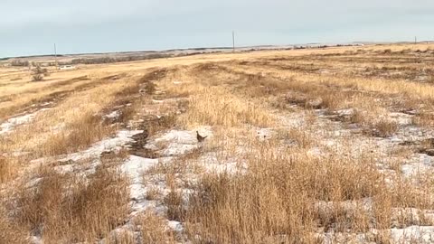 Colorado Pheasant hunting 24F23