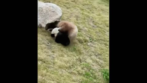 Cute baby animals Videos Compilation cute moment of the animals - Funniest Animals