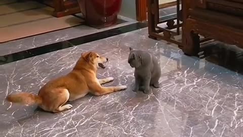 Pets and cats enemy fight scene