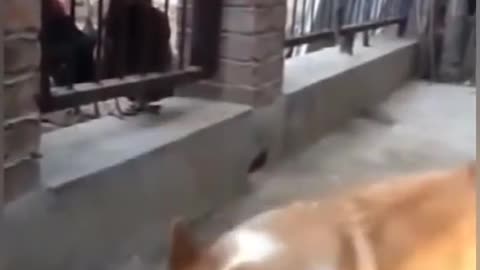 Funniest dog reaction, How an arrogant dog suddenly becomes gentle