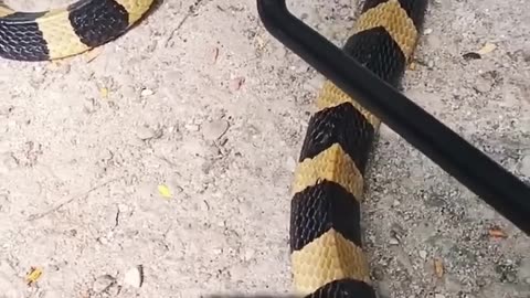 Poisonous vs Venomous Snakes