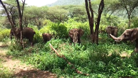 Wild Life - Africa