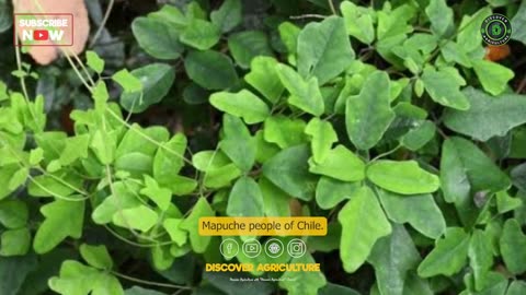 Revolutionizing Agriculture_ Boquila Trifoliolata's Mimicry for Natural Pest and Weed Control