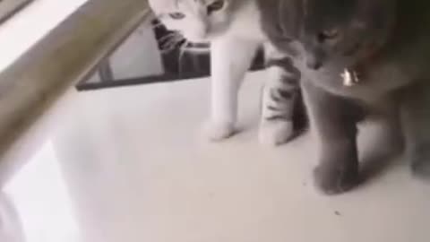 Cat sees fish for the first time... and is scared!