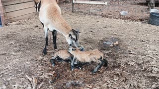 Twin Lambs First Moments