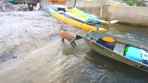 Dog pulls boat up😀#dog #malinois #maligator #dogshorts #shorts