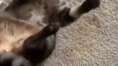 Mama Cats Takes Back Crying Kitten From Toddler