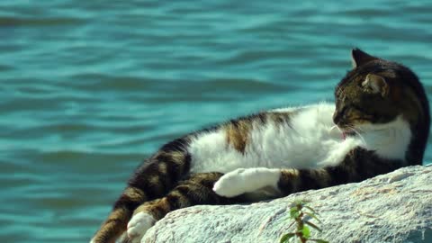 Cat having sunbath at seaside