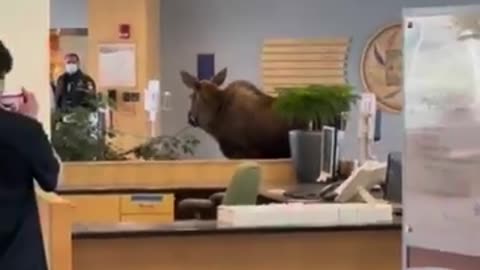 A young moose wandered into the lobby Alaska hospital