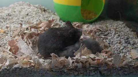 Hamster cute slepping