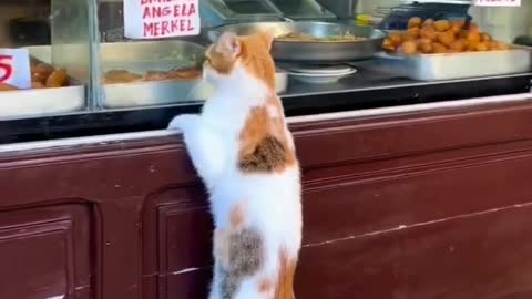 funny cat short videos |😂| part 195 |👍| Hello cats #shortvideo #shorts