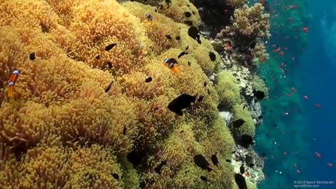 SCUBA Diving Egypt Red Sea - Underwater