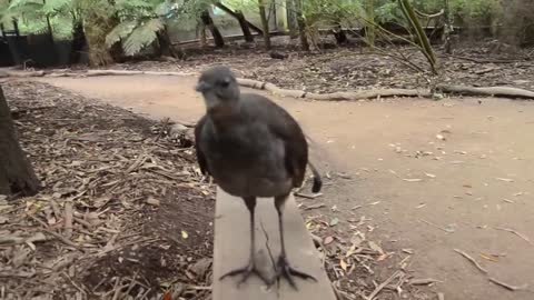 Lyrebird: The Best Songbird Ever!