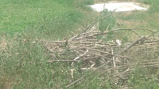 Birds taking a bath