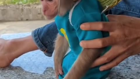 A baby monkey is helping a cat