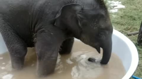 a very funny and cute baby elephant