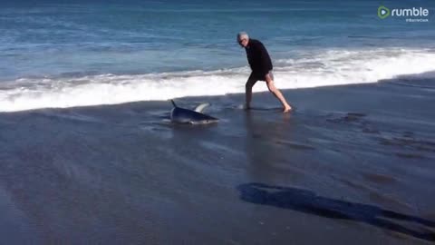 The Guy Rescues Blue Shark Stranded On The Beach