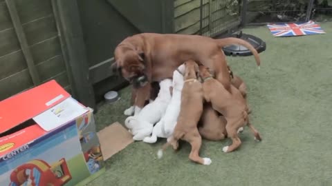 Natural Bobtail & Long Tail Boxer Pups / Eleven Boxer Pups Morning Coutine...