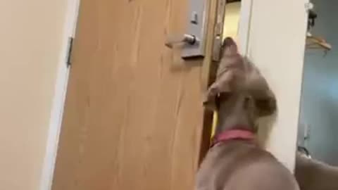 Hilarious dog opened door by himself | must watch
