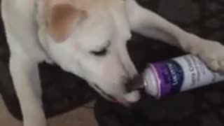 Dog Eats Whipped Cream Straight From The Canister