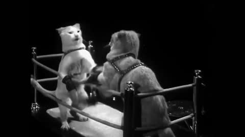 WWE Cat fighting on the Ring and who is winner let see
