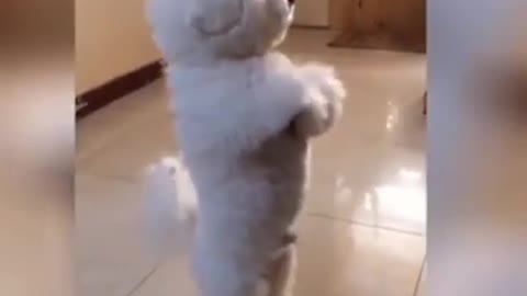 Best Cute and Funny Cats and Dogs 2023 💕 Funny Pet Videos