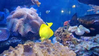 Relaxing Music and Colorful Fishtank