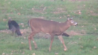 Deer and Turkey