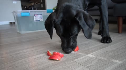 Labrador Tries Bobbing For Apples!