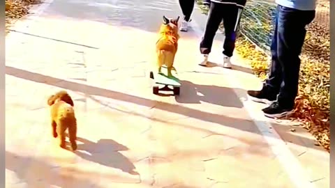 Dog skateboarding on the street #funnyvideo