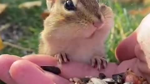 Cute amazing squirrel 🥰#cute #shorts #squirrel