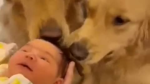 Dogs excitement and Babby