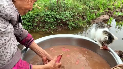 233_Grandma, I want to eat a sweet potato too 🥰 #cat #catsoftiktok #catslovers #