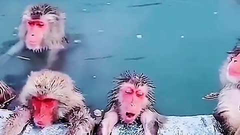 Funny Animals Fight: A Must-See Video for Animal Lovers!
