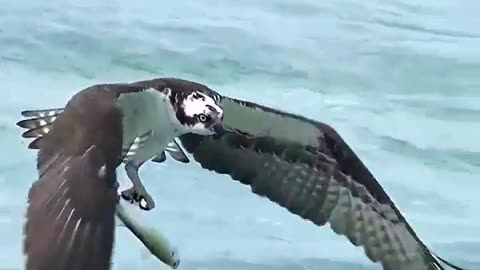 Watch a massive eagle hunting moment 😳😳